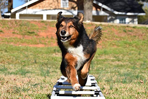 Better Sporting Dogs Agility Training Ladder