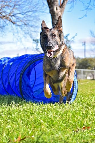 Better Sporting Dogs 3 Piece Dog Agility Equipment Set