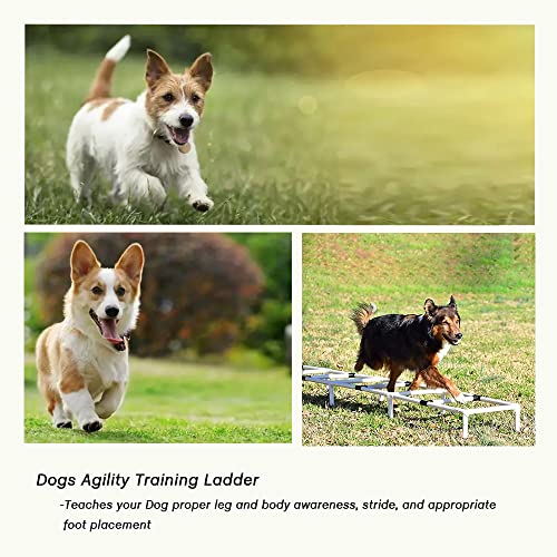Dogs Agility Training Ladder, Pets Agility Training Equipment, Pet Outdoor Game