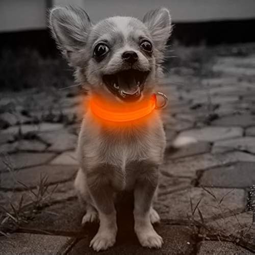 Light Up Dog Collar for Small Puppies (Orange) - color: Orange