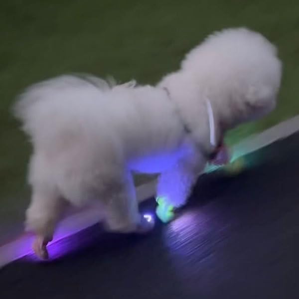 Dog Shoes LED Light, Clip-On Safety LED Light for Pet Boots, Night Visibility Shoe Light, Waterproof Glowing Accessory for Dog Shoes, Halloween Light Up Pet Shoe Light (Green, 4) - color: Green