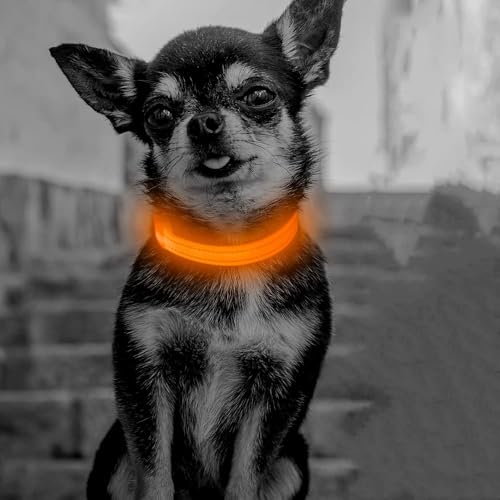 Light Up Dog Collar for Small Puppies (Orange) - color: Orange