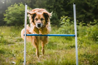Better Sporting Dogs 3 Piece Dog Agility Equipment Set