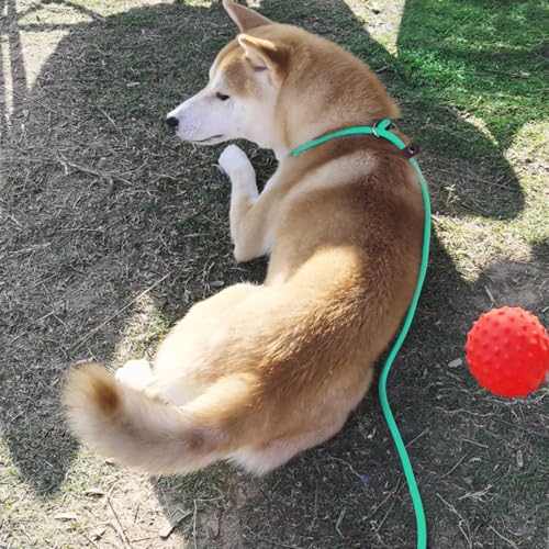 MayPaw Slip Lead Control Leash for Dogs No Pull, 13+ Colors Classic Dog Lead 7 FT Pet Slip Leash, 1/4” Rope Leashes for Small Medium Animals (7ft*1/4", Turquoise) - color: turquoise