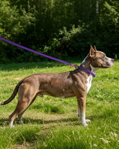 Dog Leash Slip Lead Braided Rope Pet Training Loop Leashes 5ft 6ft 8ft - color: Purple