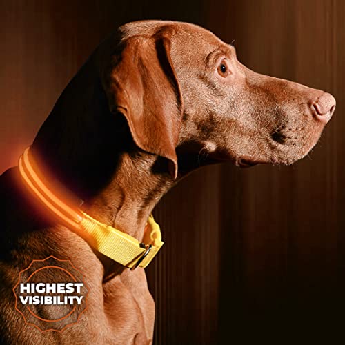 ILLUMISEEN LED Dog Collar USB Rechargeable - Bright & High Visibility Lighted Glow Collar for Pet Night Walking - Weatherproof, in 6 Colors & 6 Sizes (Orange Medium) - color: Bright Orange, size: Medium (M) - 16" - 20"