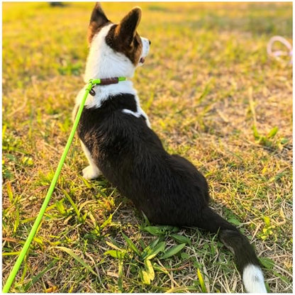 MayPaw Slip Lead Control Leash for Dogs No Pull, 13+ Colors Classic Dog Lead 7 FT Pet Slip Leash, 1/4” Rope Leashes for Small Medium Animals (7ft*1/4", Green) - color: green