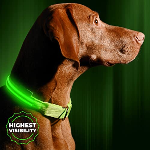 ILLUMISEEN LED Dog Collar USB Rechargeable - Bright & High Visibility Lighted Glow Collar for Pet Night Walking - Weatherproof, in 6 Colors & 6 Sizes (Green X-Small) - color: Neon Green, size: X-Small (XS) - 9" - 13.7"